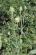 image of Dipsacus laciniatus
