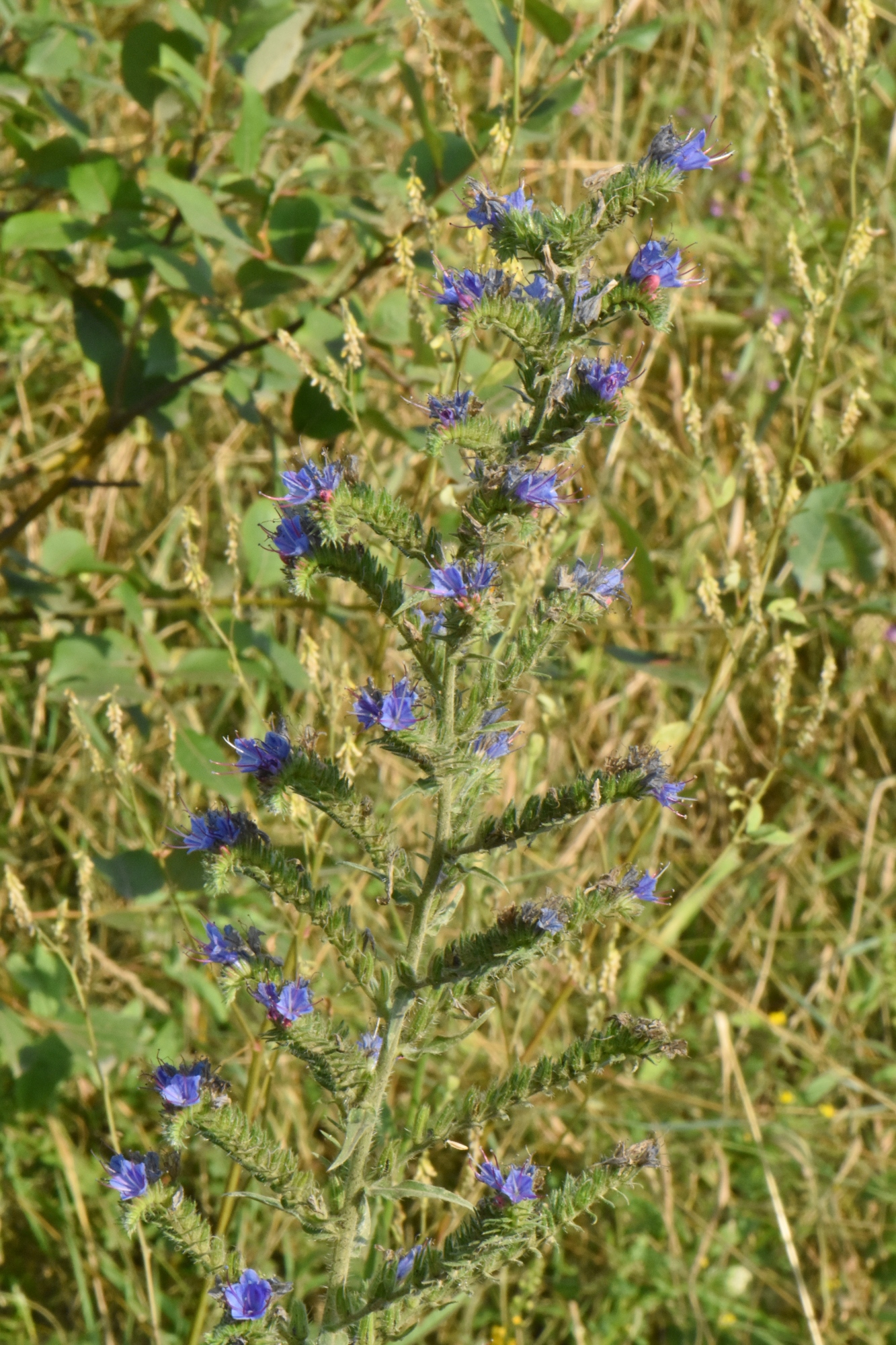 Boraginaceae Echium 