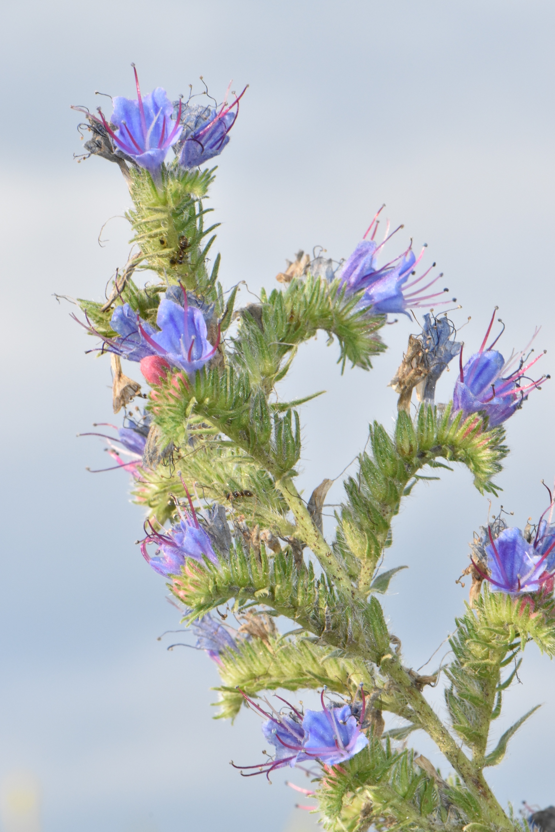 Boraginaceae Echium 