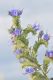image of Echium 