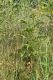 image of Sambucus ebulus