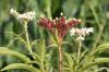 image of Sambucus ebulus