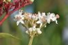 image of Sambucus ebulus