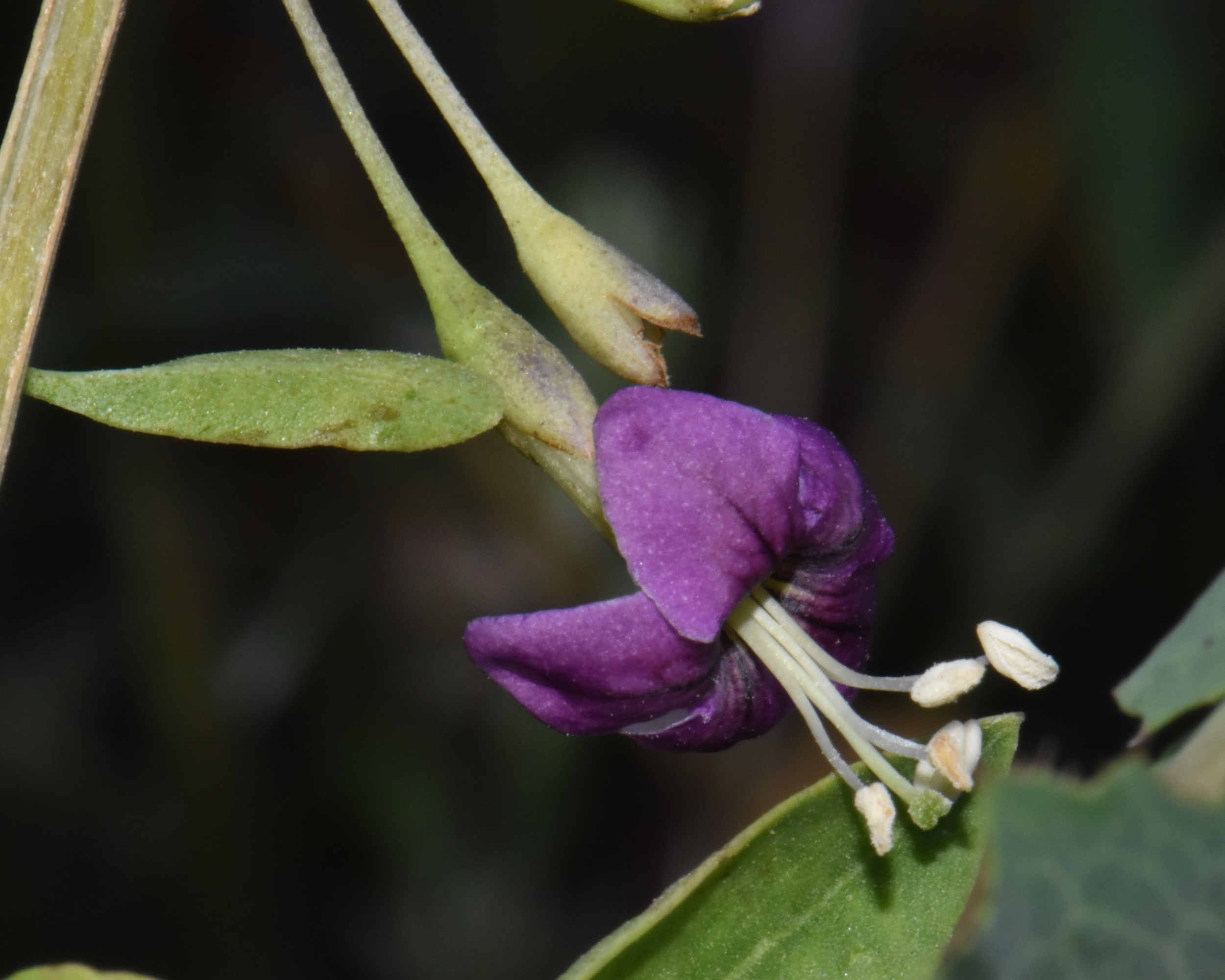 Solanaceae Lycium europaeum