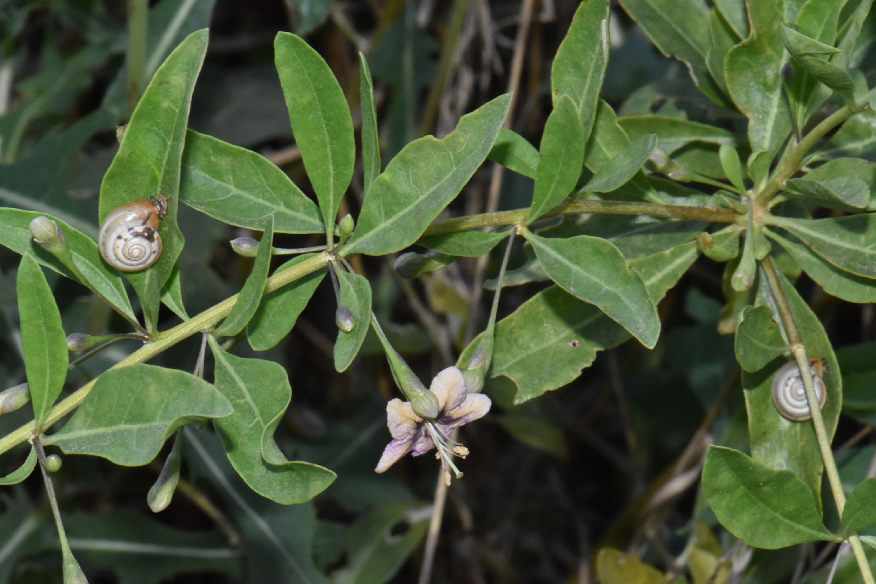 Solanaceae Lycium europaeum
