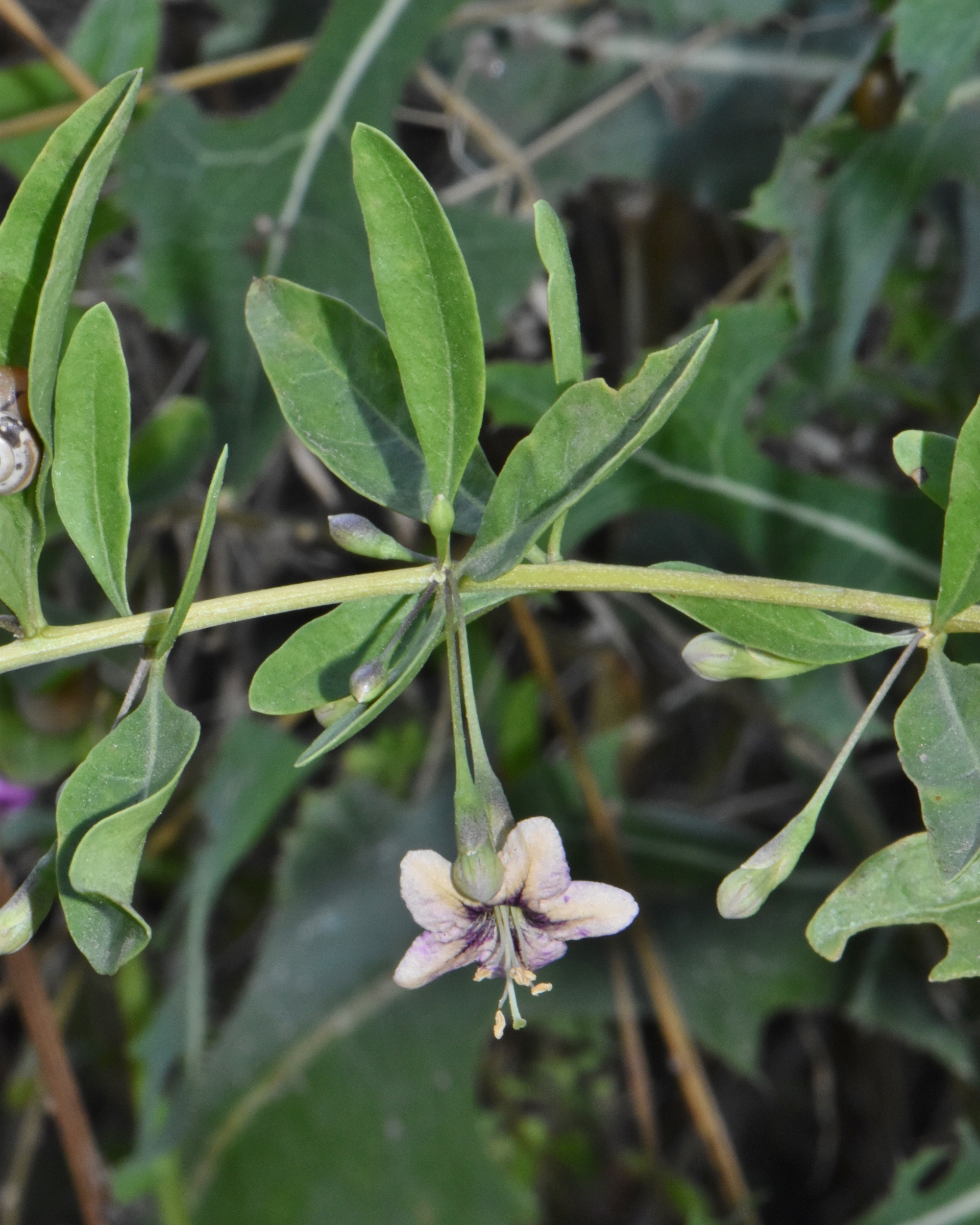 Solanaceae Lycium europaeum