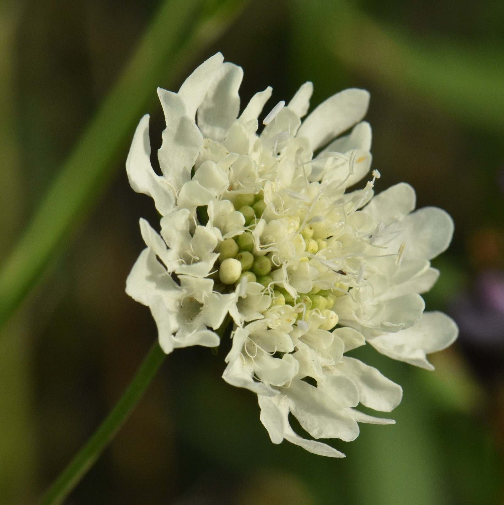 Dipsacaceae Scabiosa 