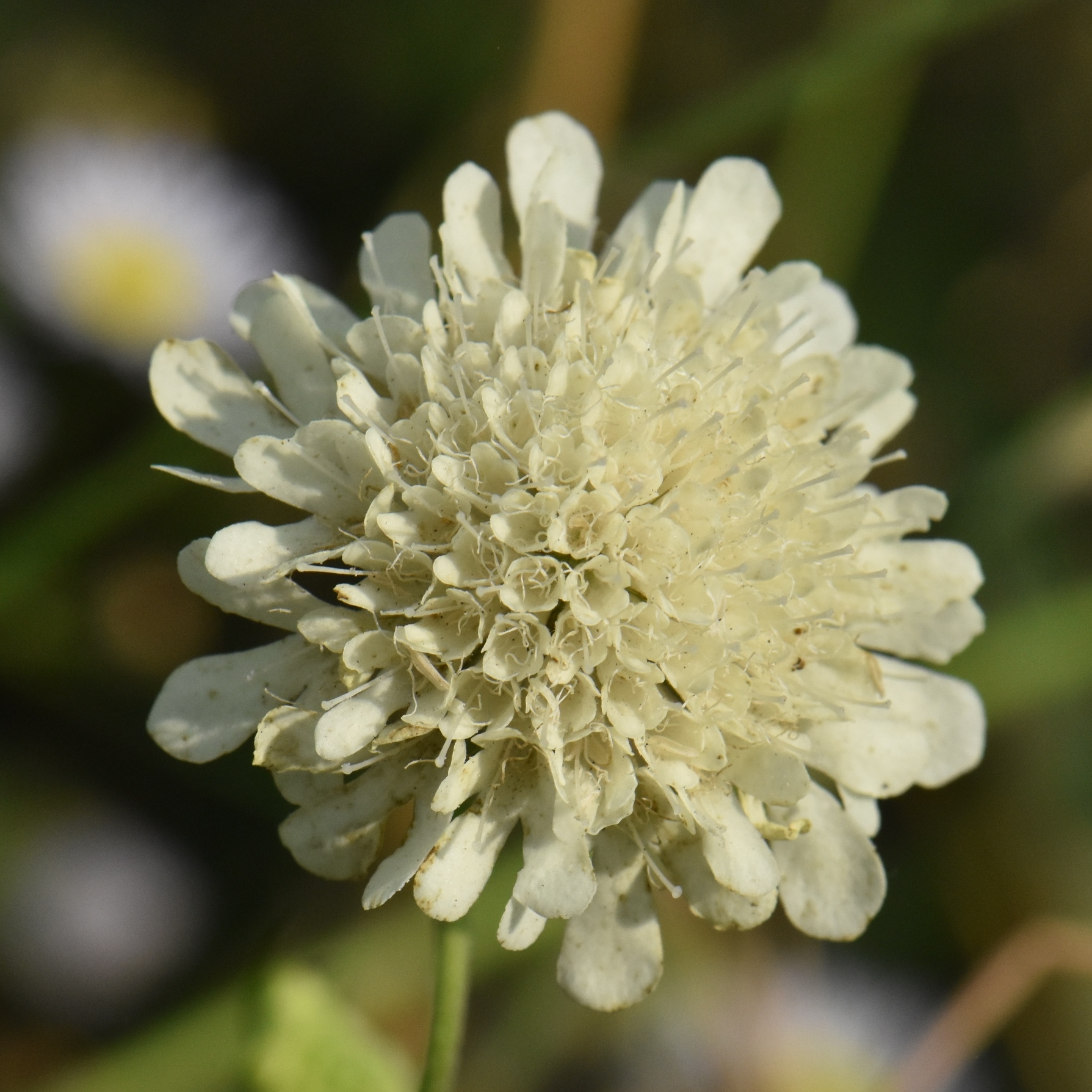 Dipsacaceae Scabiosa 