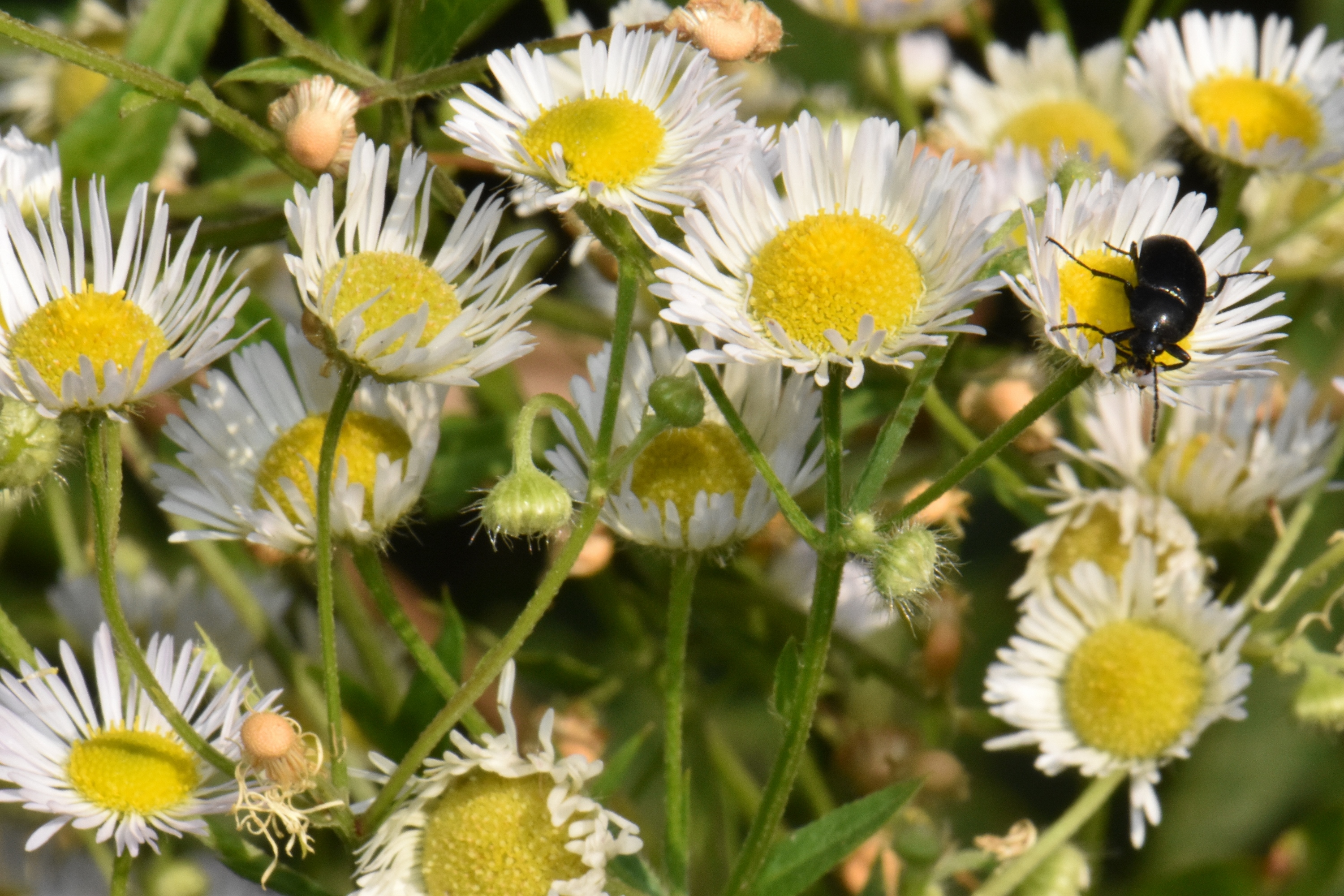 Asteraceae Aster 