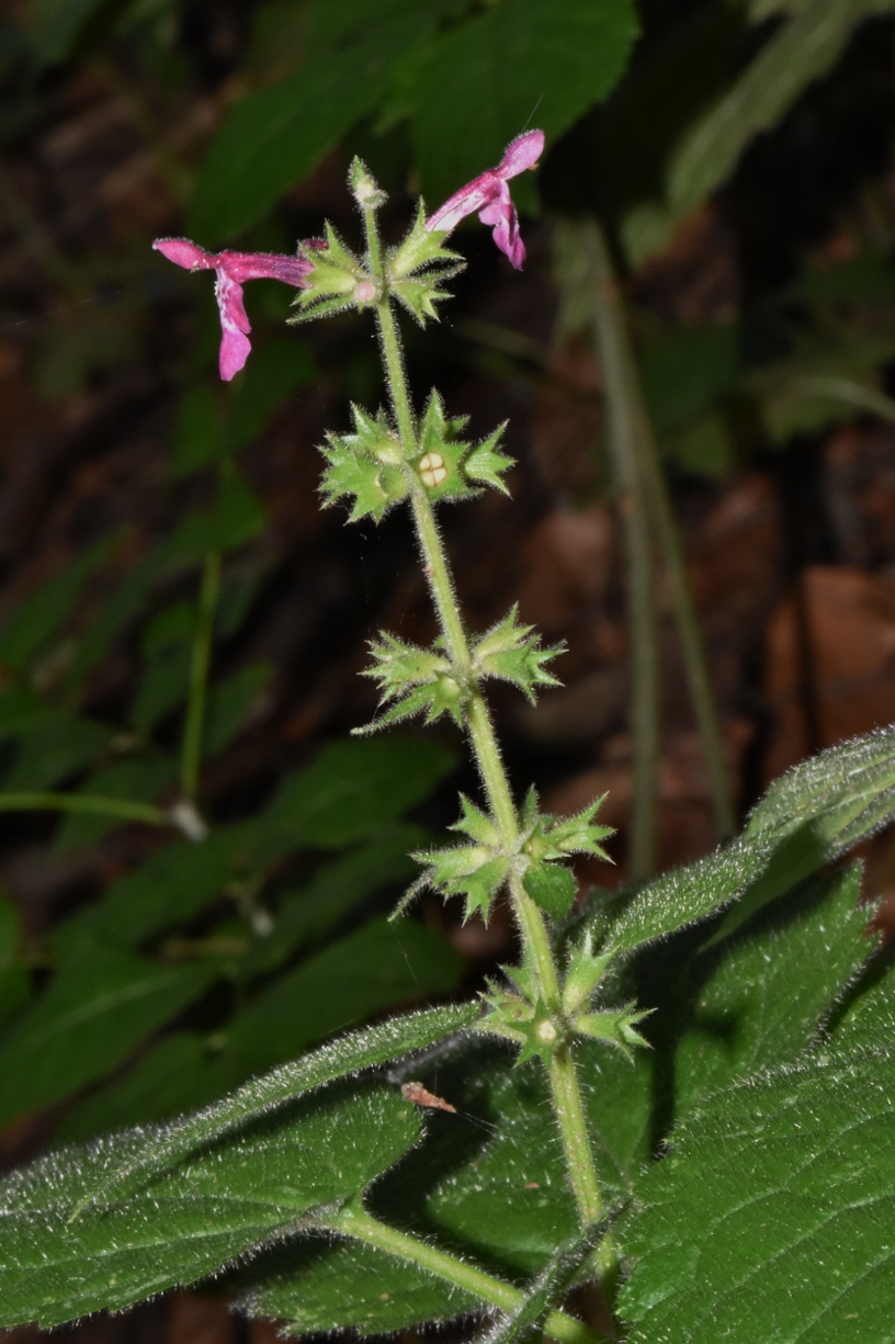Lamiaceae Stachys 