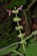 image of Stachys 