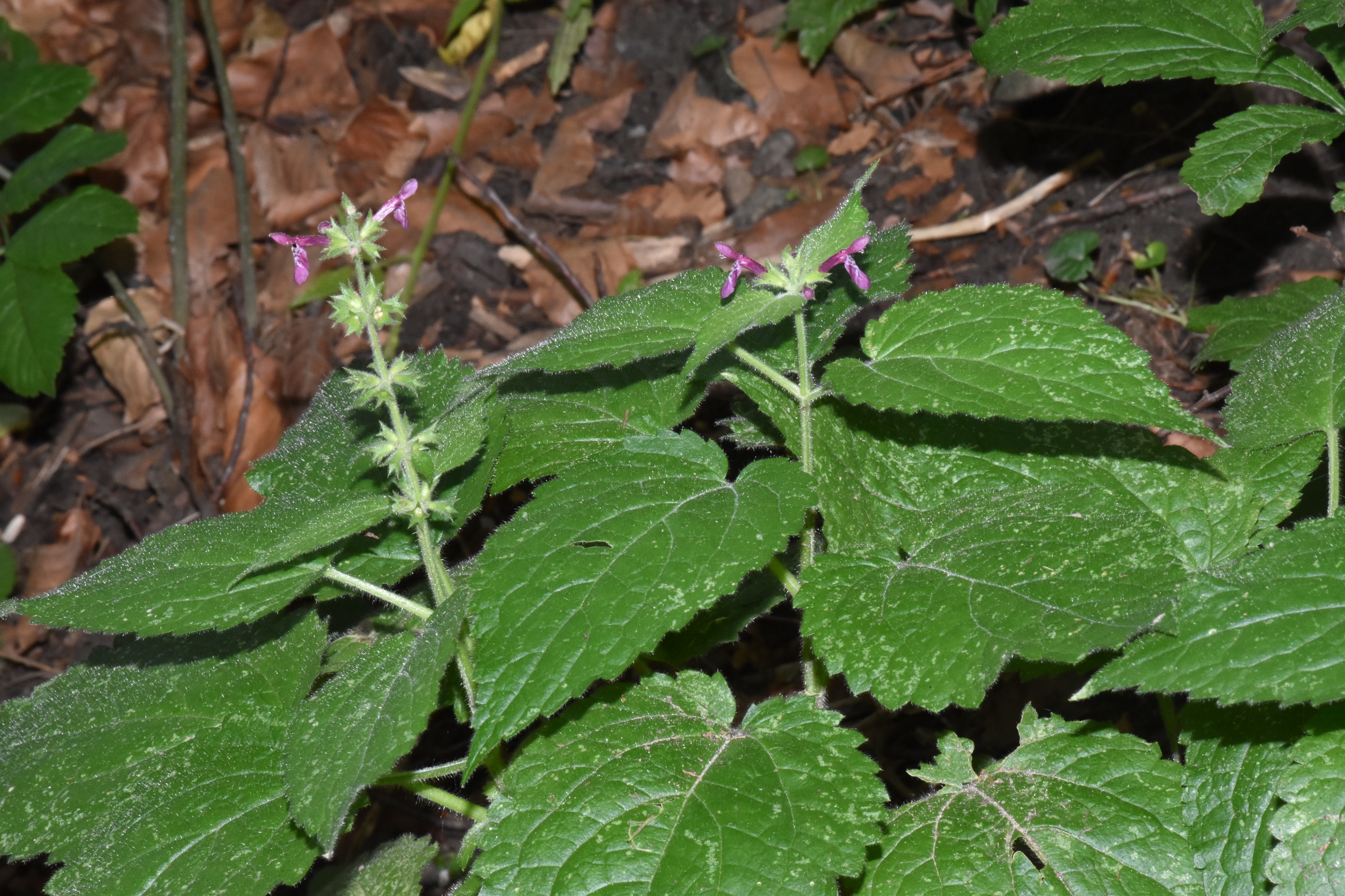 Lamiaceae Stachys 