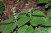 image of Stachys 