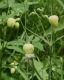 image of Silene 