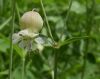 image of Silene 