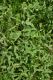 image of Silene 