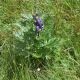 image of Aconitum 