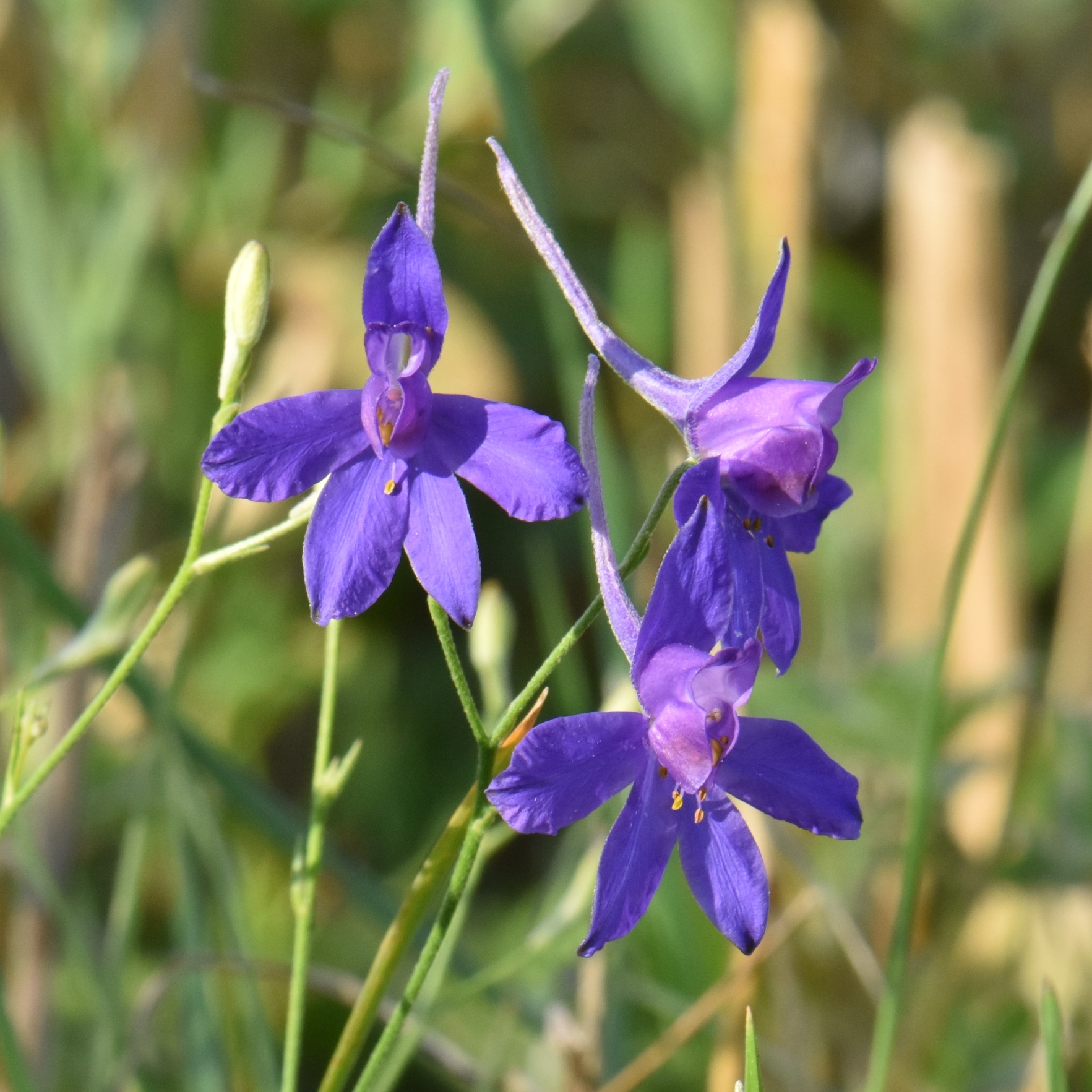 Ranunculaceae Consolida 