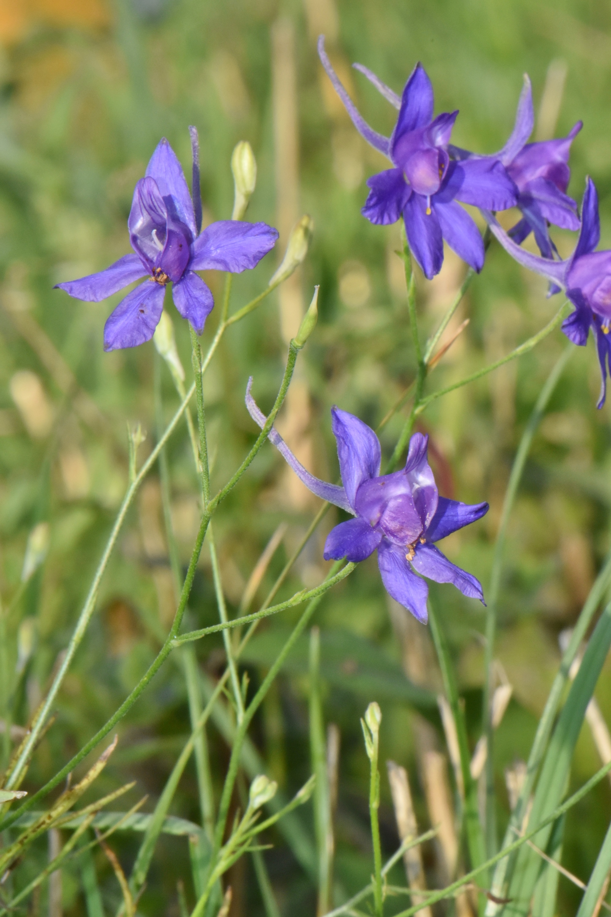 Ranunculaceae Consolida 