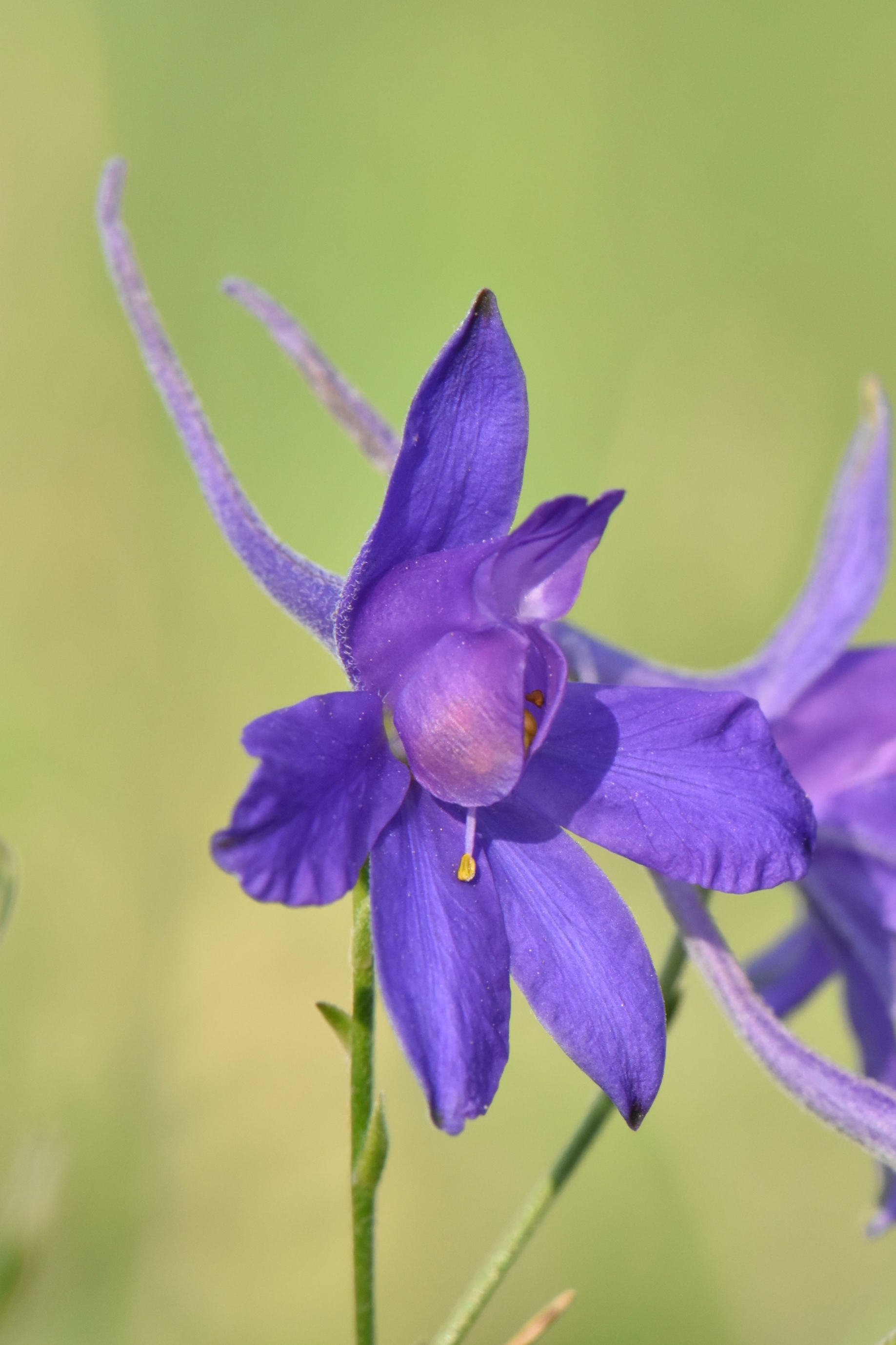 Ranunculaceae Consolida 