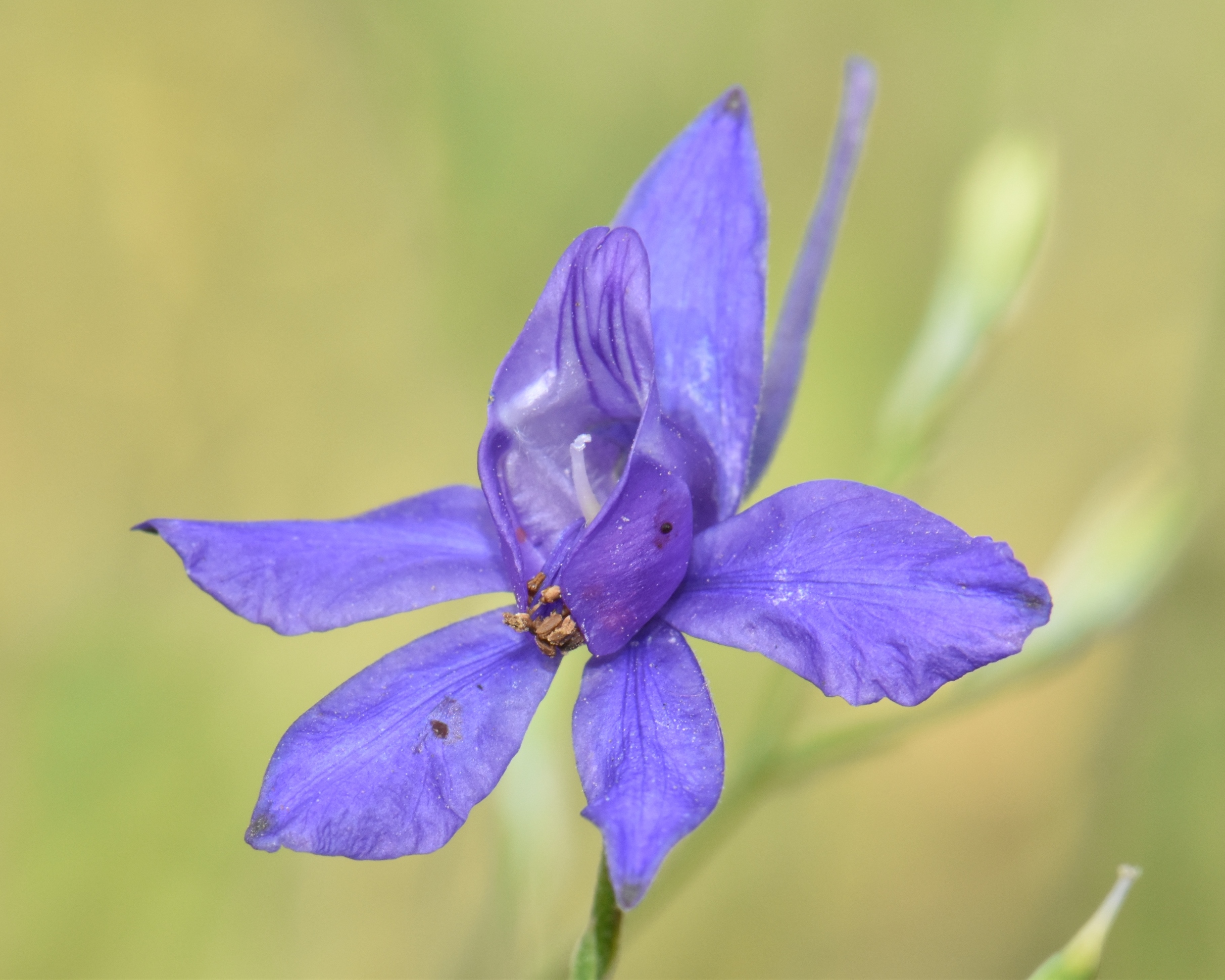 Ranunculaceae Consolida 