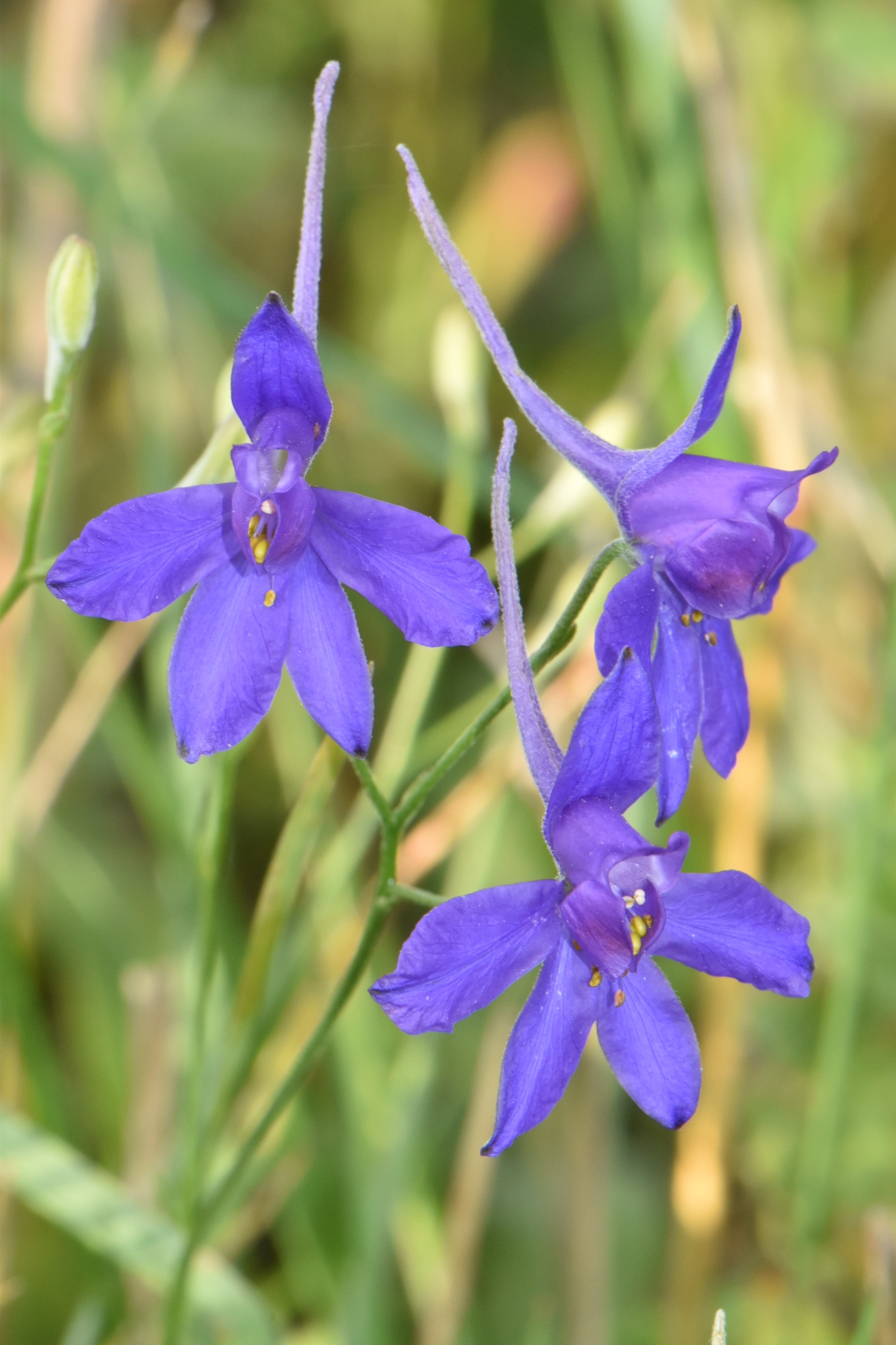 Ranunculaceae Consolida 