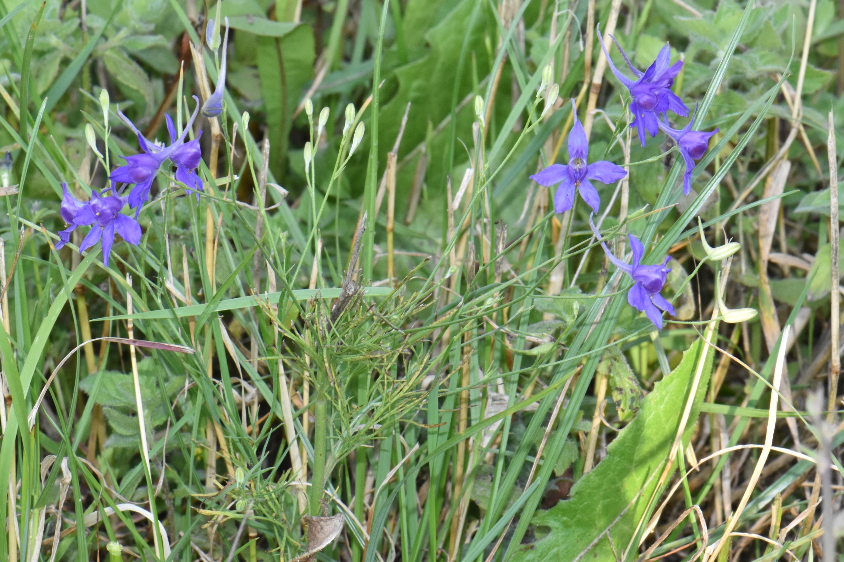Ranunculaceae Consolida 