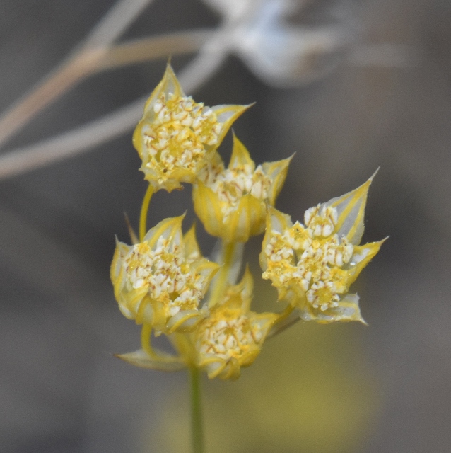 Apiaceae Bupleurum 