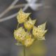 image of Bupleurum 