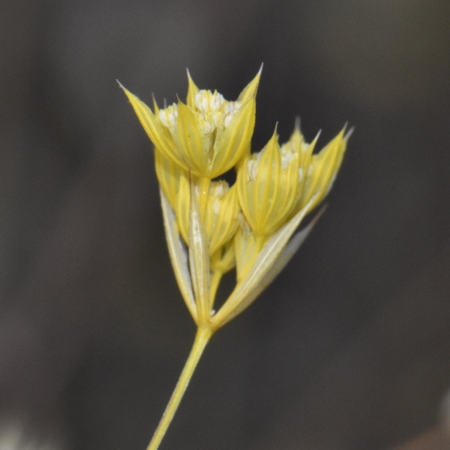Apiaceae Bupleurum 