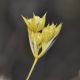 image of Bupleurum 