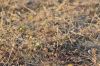 image of Bupleurum 