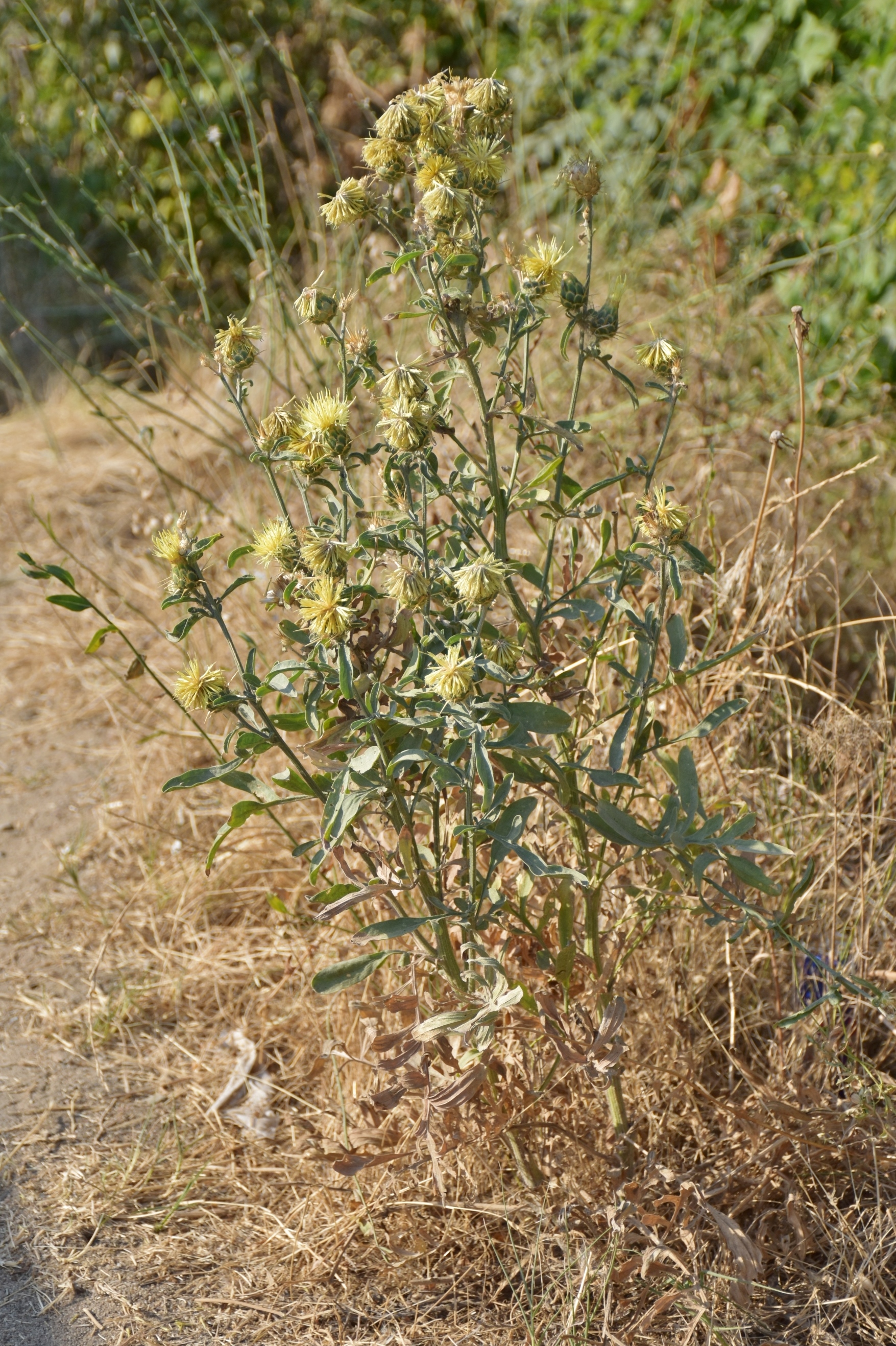 Asteraceae Centaurea solstitialis