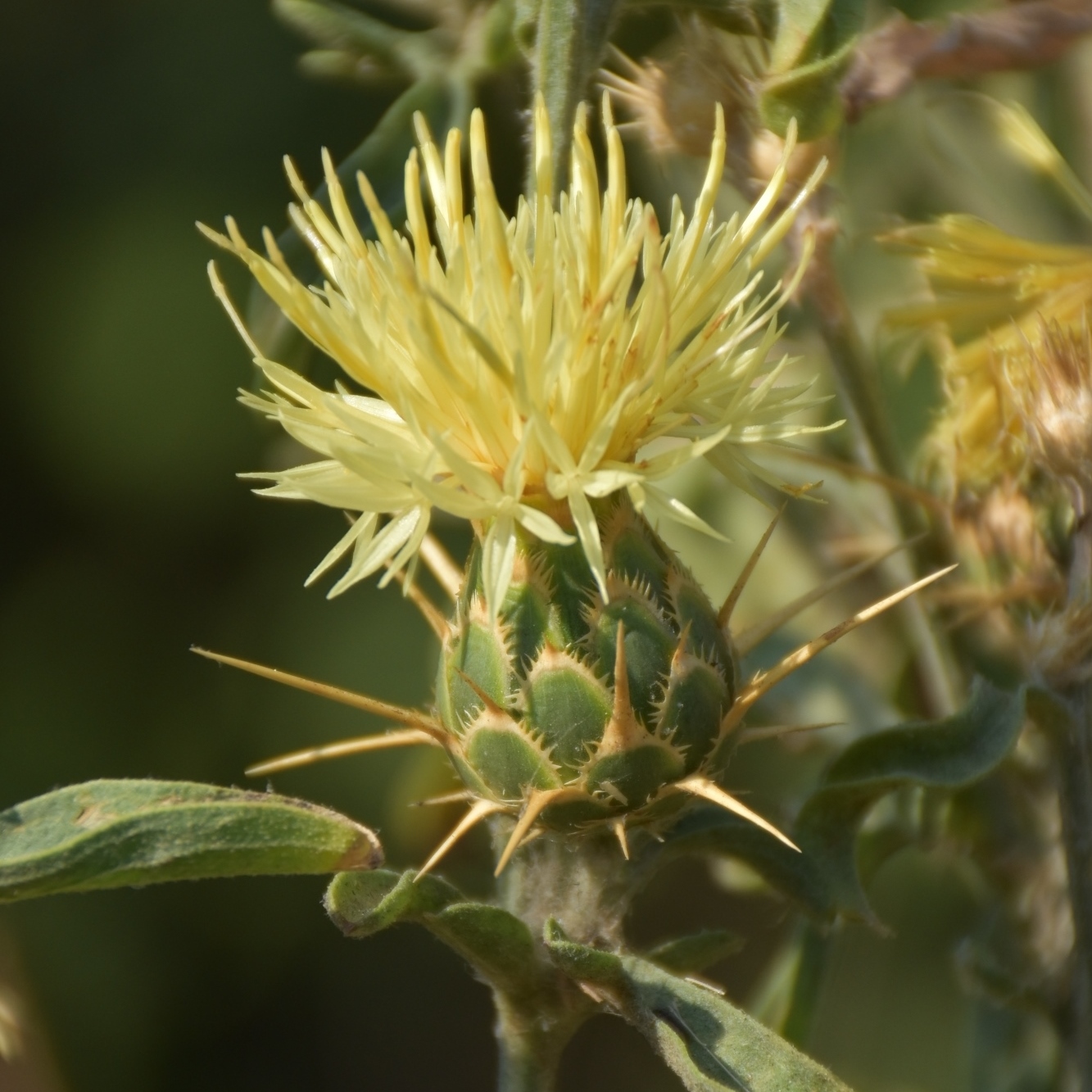 Asteraceae Centaurea solstitialis