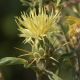 image of Centaurea solstitialis
