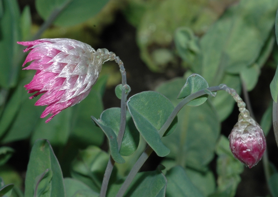 Asteraceae Rhodanthe manglesii