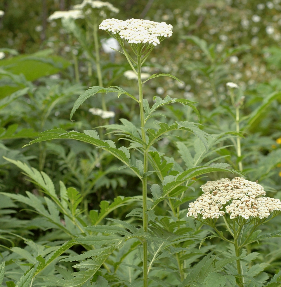 Asteraceae Tanacetum macrophyllum