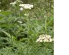 image of Tanacetum macrophyllum