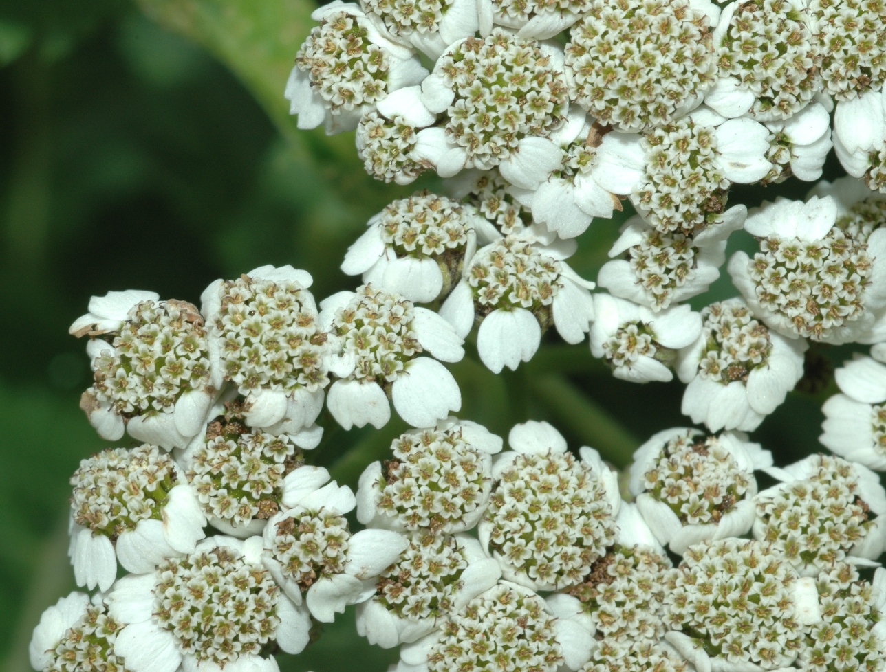 Asteraceae Tanacetum macrophyllum
