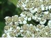 image of Tanacetum macrophyllum