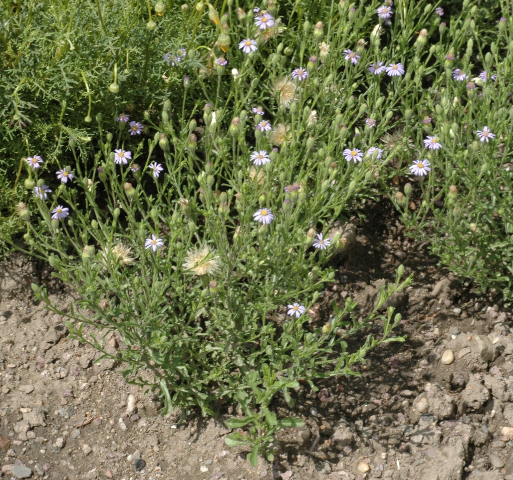 Asteraceae Vittadinia cuneata