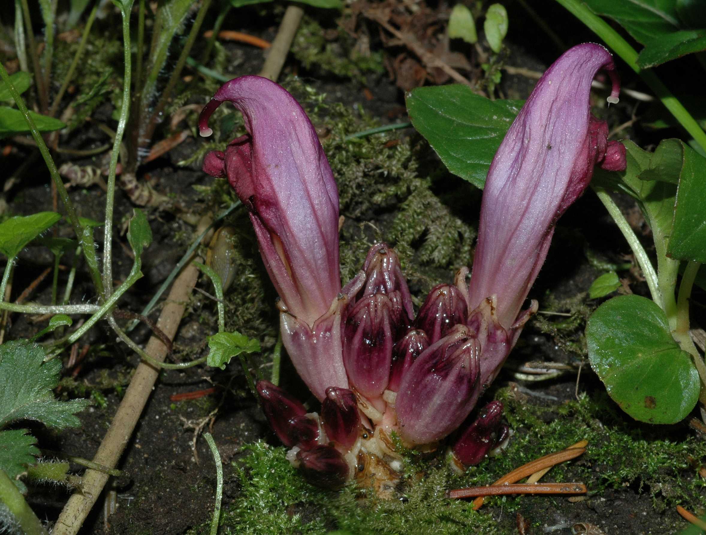 Orobanchaceae Lathraea clandestina