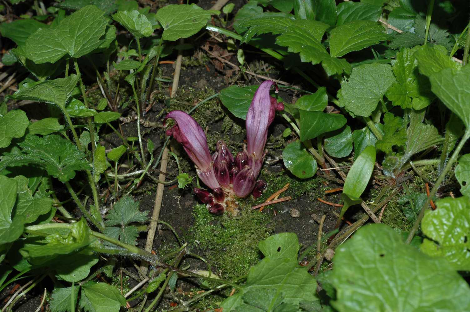 Orobanchaceae Lathraea clandestina
