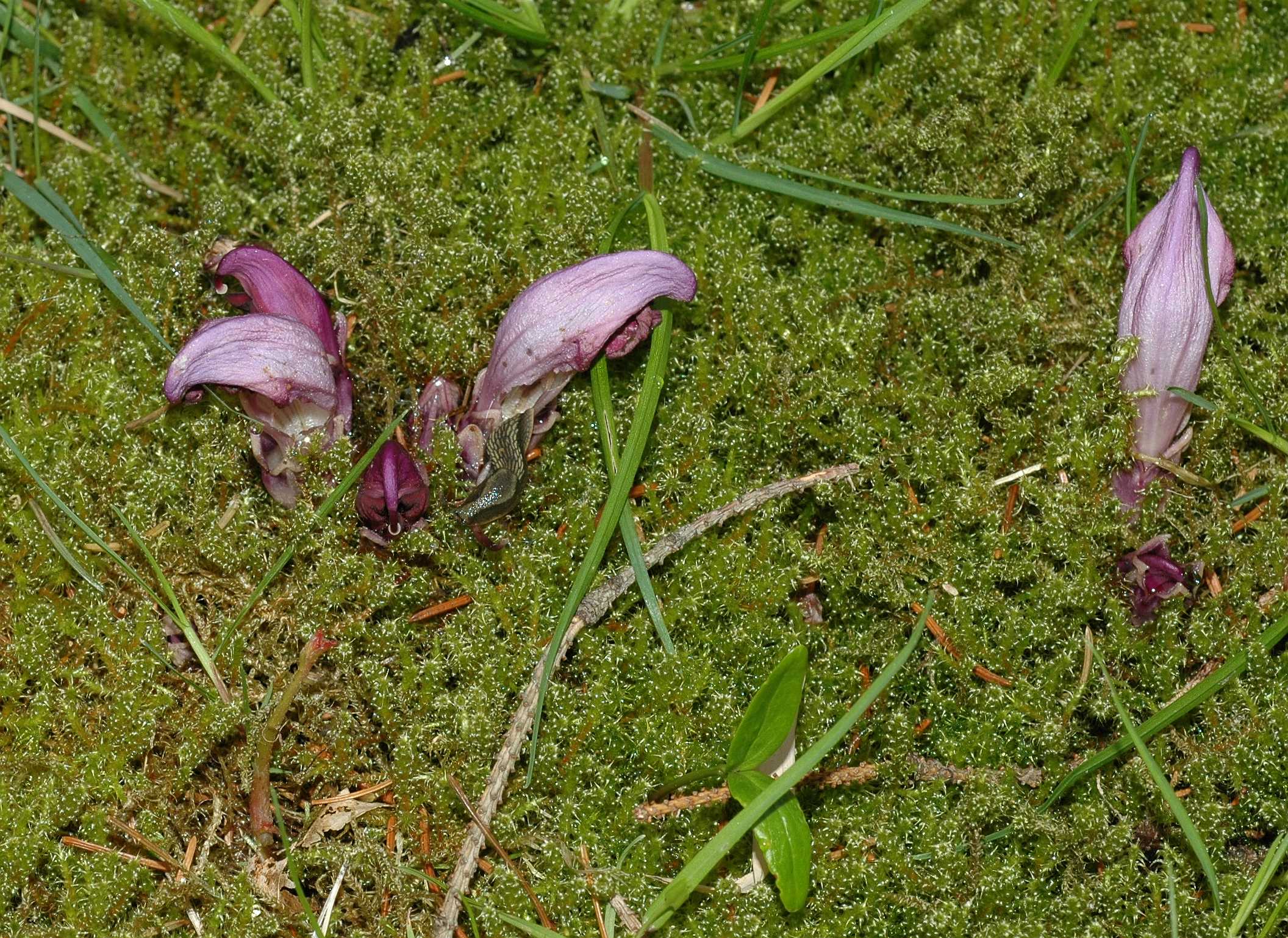 Orobanchaceae Lathraea clandestina