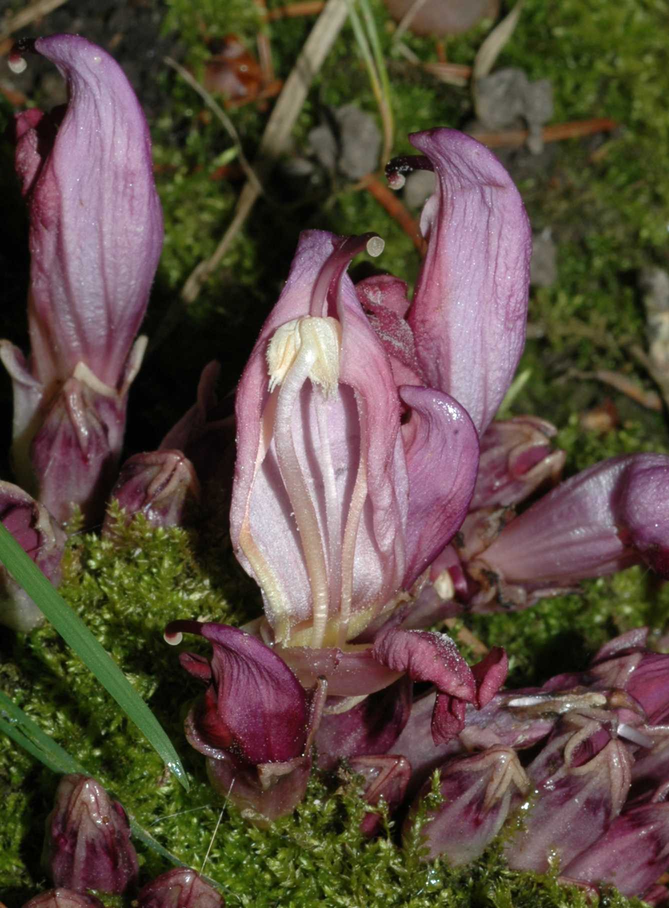Orobanchaceae Lathraea clandestina