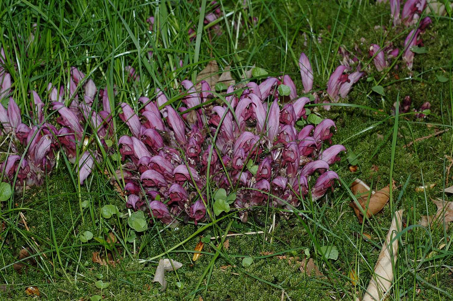 Orobanchaceae Lathraea clandestina