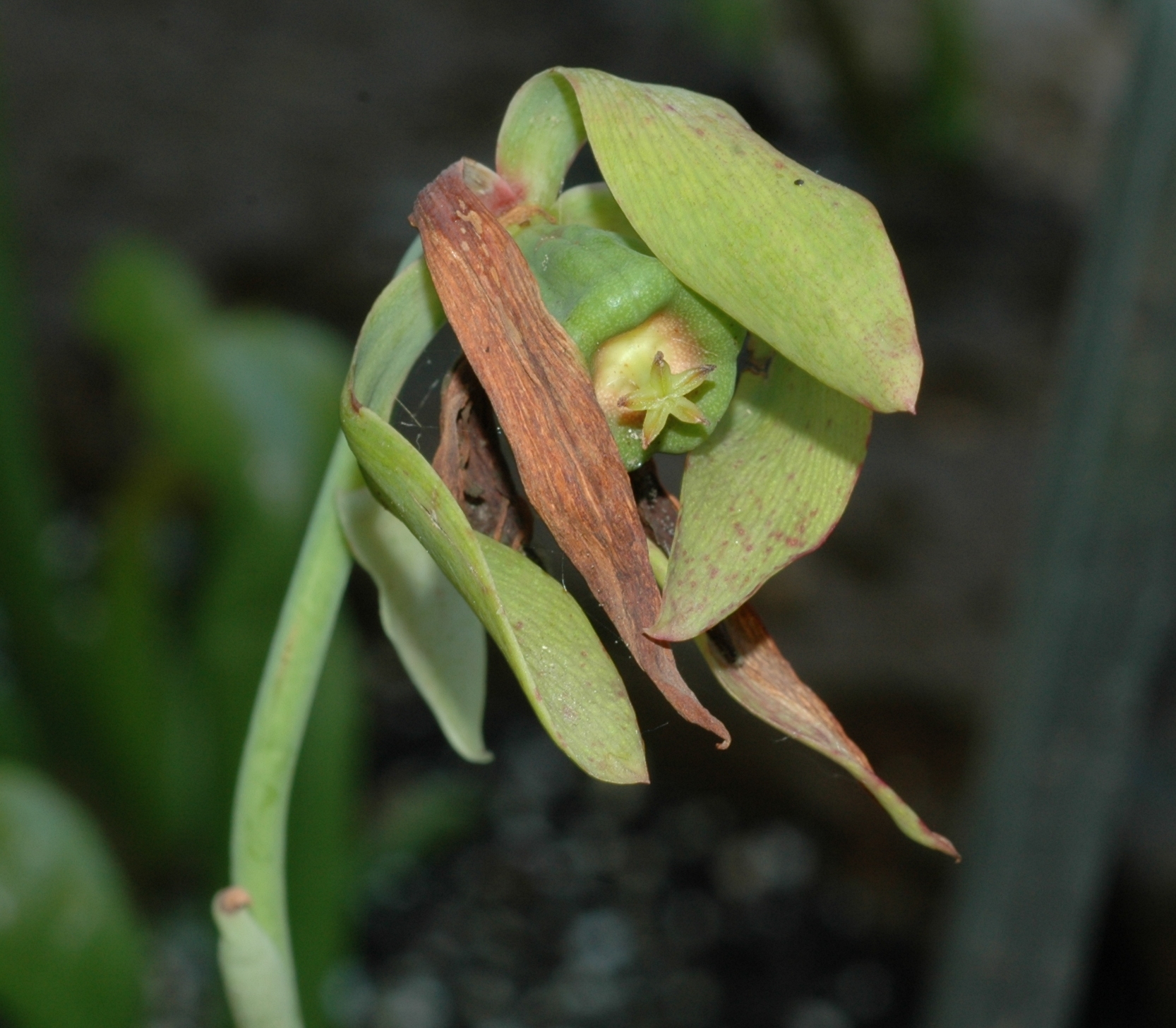 Sarraceniaceae Darlingtonia californica