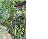 image of Darlingtonia californica