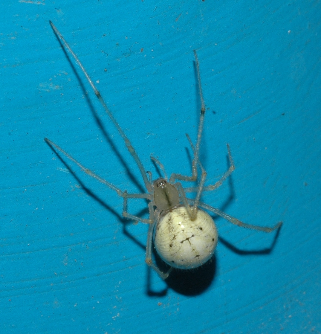 Theridiidae Enoplognatha ovata