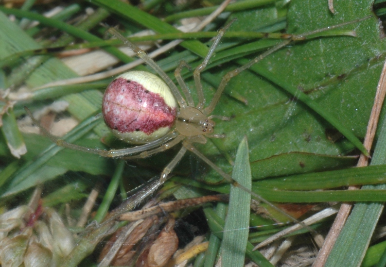 Theridiidae Enoplognatha ovata